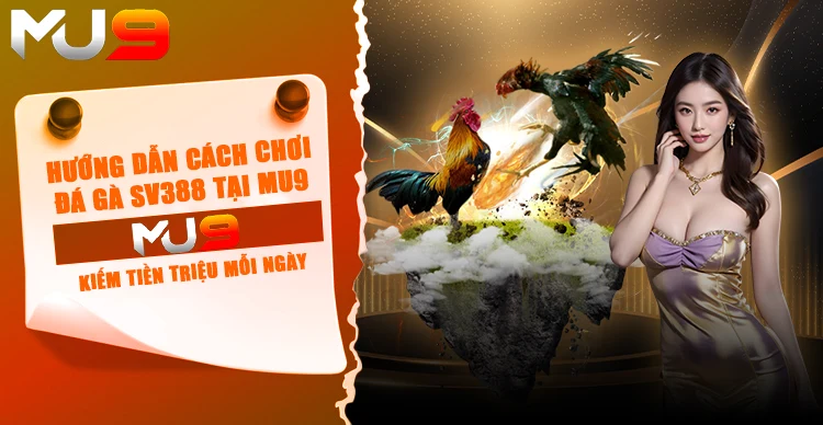 Hướng dẫn cách chơi đá gà sv388 tại MU9 kiếm tiền triệu mỗi ngày